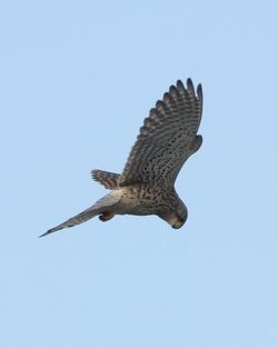 Kestrel photographed at Fort Doyle [DOY] on 6/3/2012. Photo: © Cindy  Carre