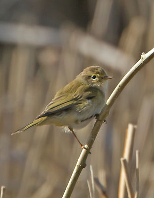 Chiffchaff photographed at Grands Marais/Pre [PRE] on 6/3/2012. Photo: © Mike Cunningham