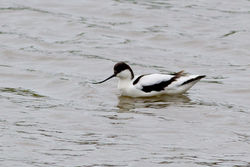Avocet photographed at Pulias [PUL] on 7/3/2012. Photo: © Rod Ferbrache