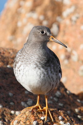 Purple Sandpiper photographed at Fort Hommet [HOM] on 8/3/2012. Photo: © Adrian Gidney