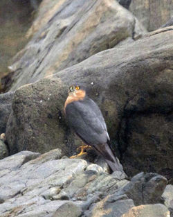 Sparrowhawk photographed at Fort Le Marchant [MAR] on 12/3/2012. Photo: © Cindy  Carre