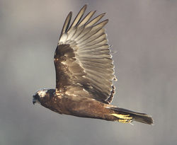 Marsh Harrier photographed at Claire Mare [CLA] on 13/3/2012. Photo: © Robert Martin