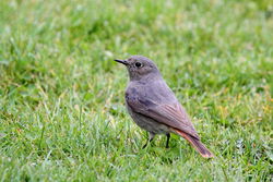 Black Redstart photographed at Mont Marche on 16/3/2012. Photo: © Adrian Gidney