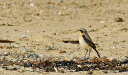 Wheatear photographed at Les Amarreurs [AMM] on 17/3/2012. Photo: © Anthony Loaring