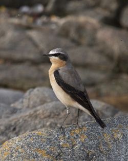 Wheatear photographed at Les Amarreurs [AMM] on 22/3/2012. Photo: © Cindy  Carre