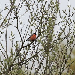 Bullfinch photographed at Rue des Bergers [BER] on 22/3/2012. Photo: © Adrian Gidney
