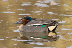 Teal photographed at Rue des Bergers [BER] on 25/3/2012. Photo: © Rod Ferbrache