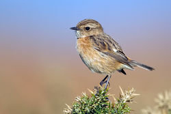 Stonechat photographed at Fort Doyle [DOY] on 20/3/2012. Photo: © Paul Hillion