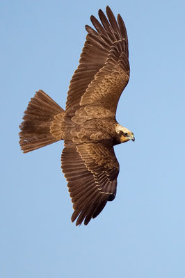 Marsh Harrier photographed at Claire Mare [CLA] on 21/3/2012. Photo: © Paul Hillion