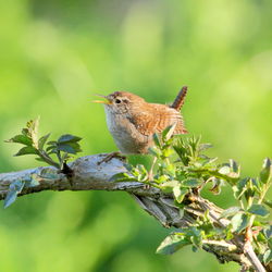 Wren photographed at Rue des Bergers [BER] on 27/3/2012. Photo: © Adrian Gidney