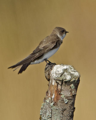 Sand Martin photographed at Grands Marais/Pre [PRE] on 28/3/2012. Photo: © Mike Cunningham