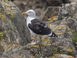 Great Black-backed Gull photographed at Lihou Island [LIH] on 5/6/2009. Photo: © Mike Cunningham