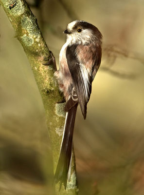 Long-tailed Tit photographed at St Peter Port [SPP] on 29/3/2012. Photo: © Mike Cunningham