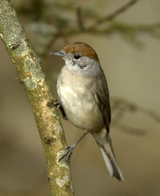 Blackcap photographed at St Peter Port [SPP] on 31/3/2012. Photo: © Mike Cunningham