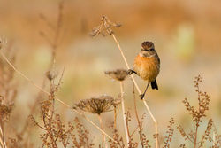 Stonechat photographed at Fort Doyle [DOY] on 31/3/2012. Photo: © Rod Ferbrache