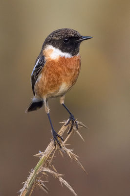 Stonechat photographed at Fort Doyle [DOY] on 26/3/2012. Photo: © Paul Hillion