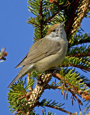 Blackcap photographed at St Peter Port [SPP] on 1/4/2012. Photo: © Mike Cunningham