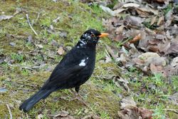Blackbird photographed at Candie Gardens [CAG] on 2/4/2012. Photo: © Simon Murfitt