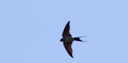Red-rumped Swallow photographed at Shingle Bank [SHI] on 4/4/2012. Photo: © Vic Froome