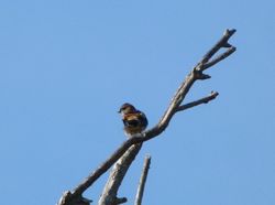 Red-rumped Swallow photographed at Grande Mare [GMA] on 6/4/2012. Photo: © Mark Guppy