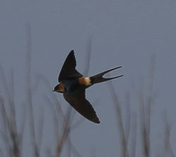 Red-rumped Swallow photographed at Rue des Bergers [BER] on 6/4/2012. Photo: © Robert Martin