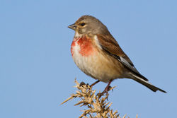 Linnet photographed at Fort Doyle [DOY] on 13/4/2012. Photo: © Rod Ferbrache