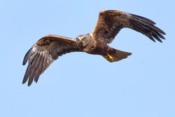 Marsh Harrier photographed at Claire Mare [CLA] on 12/4/2012. Photo: © Paul Hillion