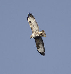 Buzzard photographed at Claire Mare [CLA] on 16/4/2012. Photo: © Robert Martin