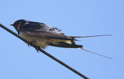 Swallow photographed at Rocquaine [ROC] on 21/4/2012. Photo: © Robert Martin