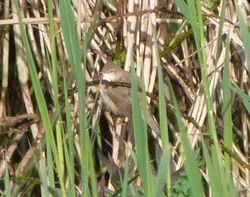 Cetti's Warbler photographed at Grands Marais/Pre [PRE] on 21/4/2012. Photo: © Mark Guppy