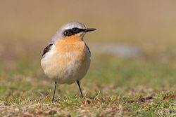Wheatear photographed at Fort Doyle [DOY] on 20/4/2012. Photo: © Chris Bale