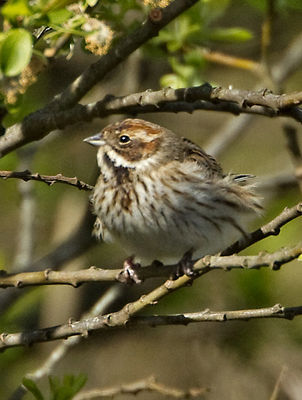 Reed Bunting photographed at Grands Marais/Pre [PRE] on 22/4/2012. Photo: © Mike Cunningham
