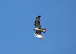 Buzzard photographed at St Peters Church [SP2] on 22/4/2012. Photo: © Mark Guppy