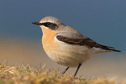 Wheatear photographed at Fort Doyle [DOY] on 23/4/2012. Photo: © Chris Bale