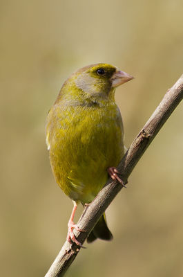 Greenfinch photographed at Bas Capelles [BAS] on 26/4/2012. Photo: © Rod Ferbrache