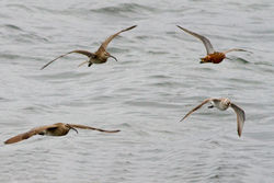 Bar-tailed Godwit photographed at Shingle Bank [SHI] on 28/4/2012. Photo: © Rod Ferbrache