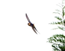 Red-rumped Swallow photographed at Rue des Bergers [BER] on 29/4/2012. Photo: © Mark Guppy