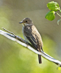Spotted Flycatcher photographed at Lihou Headland [LCH] on 1/5/2012. Photo: © Mike Cunningham