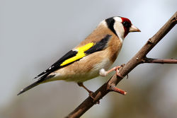Goldfinch photographed at Bas Capelles [BAS] on 2/5/2012. Photo: © Rod Ferbrache