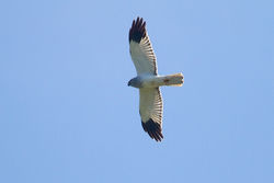 Hen Harrier photographed at Pleinmont [PLE] on 2/5/2012. Photo: © Chris Bale