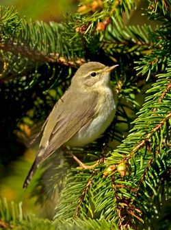 Willow Warbler photographed at St Peter Port [SPP] on 30/4/2012. Photo: © Mike Cunningham