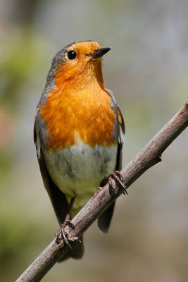 Robin photographed at Bas Capelles [BAS] on 2/5/2012. Photo: © Rod Ferbrache