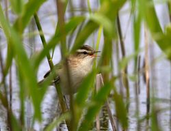 Sedge Warbler photographed at Grands Marais/Pre [PRE] on 2/5/2012. Photo: © Vic Froome