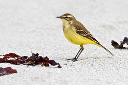 Yellow Wagtail photographed at Jaonneuse [JAO] on 3/5/2012. Photo: © Chris Bale