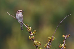 Spotted Flycatcher photographed at Pleinmont [PLE] on 2/5/2012. Photo: © Chris Bale