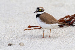 Little Ringed Plover photographed at Jaonneuse [JAO] on 3/5/2012. Photo: © Chris Bale
