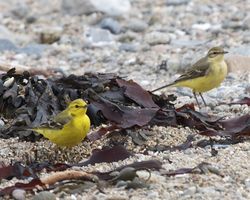 Yellow Wagtail photographed at Rousse [ROU] on 9/5/2012. Photo: © Cindy  Carre