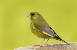 Greenfinch photographed at Bas Capelles [BAS] on 24/4/2012. Photo: © Rod Ferbrache