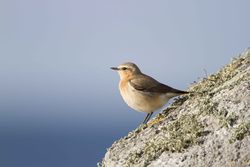 Wheatear photographed at L'Eree [LER] on 12/5/2012. Photo: © Allan Phillips
