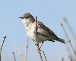 Whitethroat photographed at Pleinmont [PLE] on 14/5/2012. Photo: © Cindy  Carre